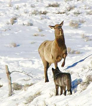 Standoff